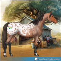 Horse Color:Bay Roan Appaloosa 