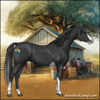 Horse Color:Black Splash Tobiano 
