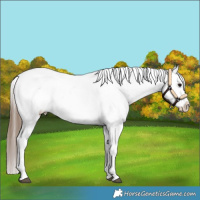 Horse Color:Bay Tobiano Snowcap 