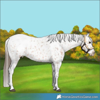 Horse Color:Bay Tobiano Appaloosa
