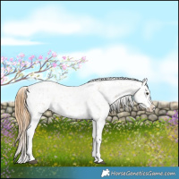 Horse Color:Chestnut Tobiano Appaloosa 