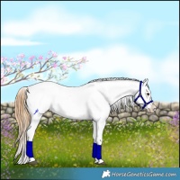 Horse Color:Chestnut Tobiano Appaloosa