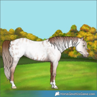 Horse Color:Gray Gold Champagne Near Leopard