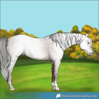Horse Color:Gray Sable Champagne 
