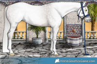 Horse Color:Gray Sable Champagne Splash Appaloosa 