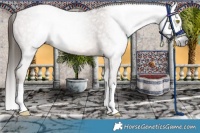 Horse Color:Gray Sable Champagne Splash Appaloosa