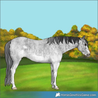 Horse Color:White Spotted Blue Roan Rabicano  and White Spotted Blue Roan Frame Rabicano 