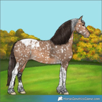 Horse Color:Bay Dun Tobiano Appaloosa 