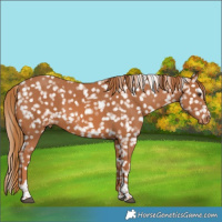 Horse Color:Chestnut Tobiano Snowflake Varnish