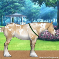 Horse Color:White Spotted Chocolate Palomino Dun Mushroom Sabino Rabicano