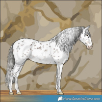 Horse Color:White Spotted Liver Chestnut Mushroom Sabino Rabicano 