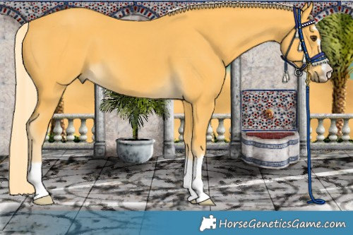 Horse Color:Palomino 