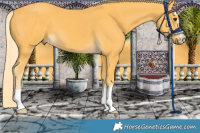 Horse Color:Palomino 