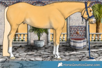 Horse Color:Palomino