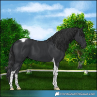 Horse Color:Black Tobiano