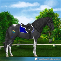Horse Color:Black Tobiano