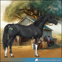 Horse Color:Black Tobiano 