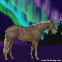 Horse Color:Chocolate Palomino 