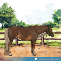 Horse Color:Chocolate Palomino 