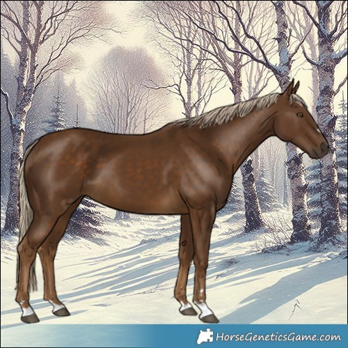 Horse Color:Chocolate Palomino 