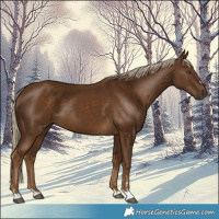 Horse Color:Chocolate Palomino 