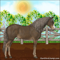 Horse Color:Chocolate Palomino 