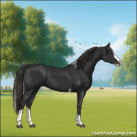 Horse Color:Liver Chestnut Splash Tobiano 