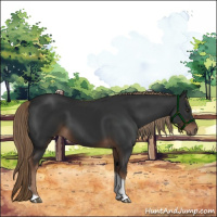 Horse Color:Liver Chestnut Tobiano