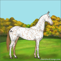 Horse Color:Chestnut Appaloosa 