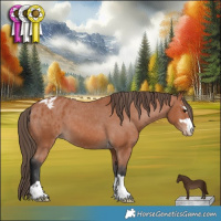 Horse Color:Bay Appaloosa 