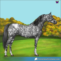 Horse Color:Blue Roan Tobiano Appaloosa