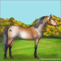 Horse Color:Gray Buckskin 