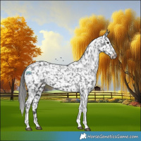 Horse Color:Black Tobiano Appaloosa 