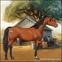Horse Color:Bay Appaloosa 