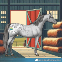 Horse Color:Blue Roan Appaloosa 