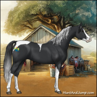 Horse Color:Black Splash Tobiano 