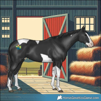 Horse Color:Black Splash Tobiano 