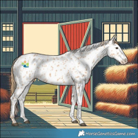 Horse Color:Chestnut Appaloosa 