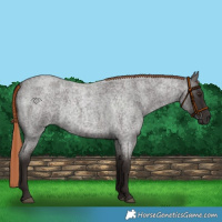 Horse Color:Liver Red Roan 