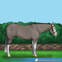 Horse Color:Grullo Splash 