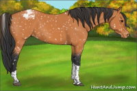 Horse Color:Bay Tobiano Appaloosa 