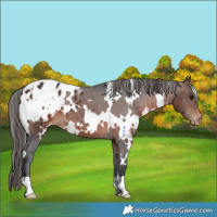 Horse Color:White Spotted Brown Appaloosa 