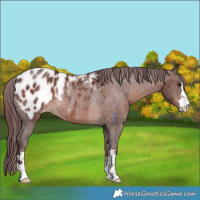 Horse Color:Chocolate Brown Appaloosa Rabicano