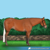 Horse Color:Silver Bay 