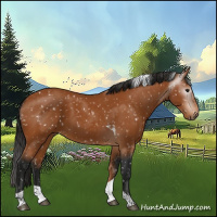 Horse Color:Gray Bay Tobiano Appaloosa 