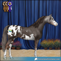 Horse Color:Liver Chestnut Appaloosa 