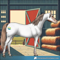 Horse Color:Chestnut Appaloosa 