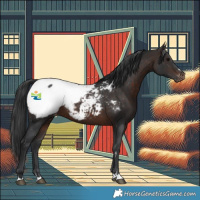 Horse Color:Brown Appaloosa 