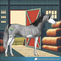 Horse Color:Blue Roan Splash 
