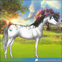 Horse Color:White Spotted Black Splash Appaloosa